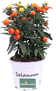 Cerezo de Madeira - Solanum Pseudocapsicum - Natural Planta para el Exterior del Hogar