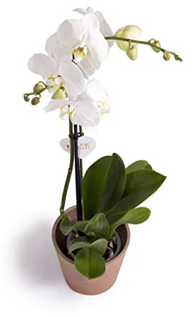 Cool Green - Planta natural - Orquidea Blanca - Apta para Mascotas