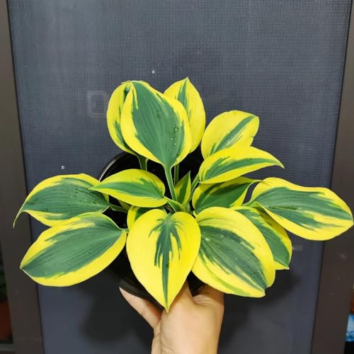 50 pz Semi resistenti della pianta Hosta, Pianta perenne resistente all'inverno e tappezzante del terreno (Hosta plantaginea) Semi di piante erbacee Decorazione del balcone camera