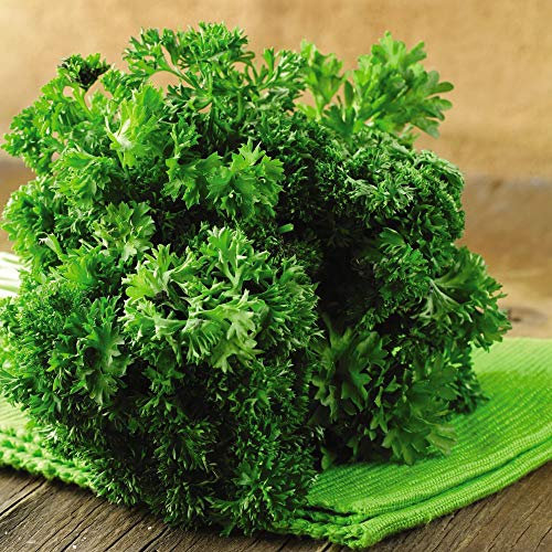 Parsley Lisette herb Seeds Curled Leaf Parsley for Grow Your Own Kitchen Gardens, 1 Packet of Parsley Lisette Seeds containing 500 Seeds by Thompson and Morgan
