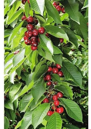 GARTEN SCHLÜTER® Säulen-Süßkirsche Sylvia Busch im Topf Prunus avium