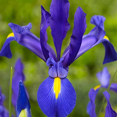 10 x Iris Hollandica Blue Magic – Elegant Purple Flowers with Yellow Centres – Summer Flowering Bulbs – Perennial – for Your Beautiful Garden