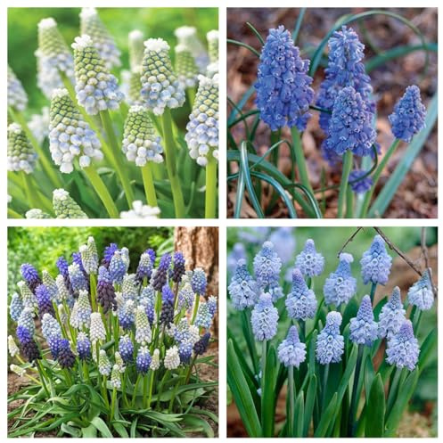 Flowering Hyacinth Hyacinth Bulbs Excellent Display Indoor Perennial Balcony Garden Bulbs Can Be Potted Aromatic-15bulbs-B