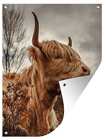 MuchoWow Outdoor-Poster Poster Wanddeko draußen Deko Garten Gartenposter 30x40 cm Scottish Highlander - Strauch - Heidekraut