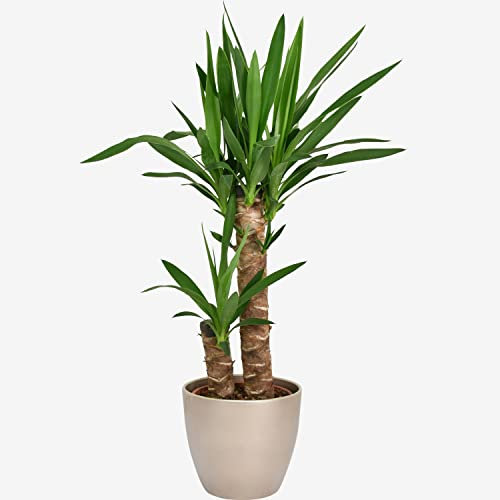 Yucca Plant – Two-Stem 85cm Indoor Houseplant for Home & Office – Low Maintenance Air-Purifying Greenery