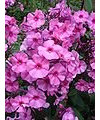 Seeds 50 semi PINK DRUMMOND PHLOX Phlox Drummondii Fiore