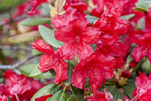 Rhododendron yakushimanum 'September Red' 30-40 cm - Rhododendron, rote Blüten, Blütezeit September, ideal für Kübel, winterhart und pflegeleicht