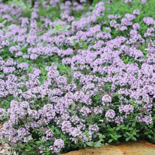 semillas resistentes de tomillo rastrero - balcón decorativas jardín perenne variedades antiguas 1000pcs