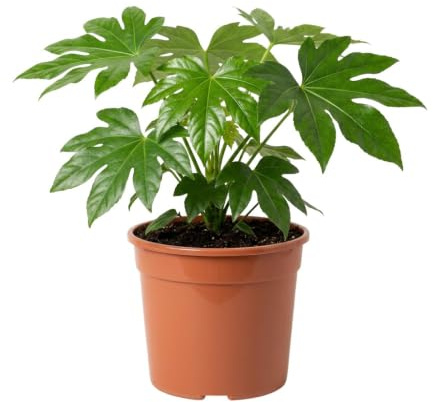 Zimmeraralie | Fatsia japonica | ca. 40-50 cm | ø 12-15 cm Topf | Pflegeleichte Zimmerpflanzen für Wohnung und Büro | Qualität vom Pflanzen Profi | Ideale Raumbegrünung