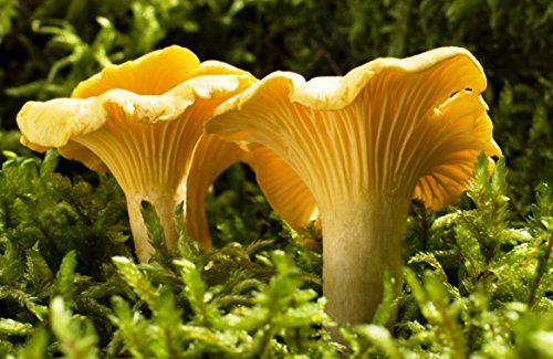 Yellow Chanterelle Mycelium Mushroom Grow Kit 15ml /50ml (Tube, 15ml)