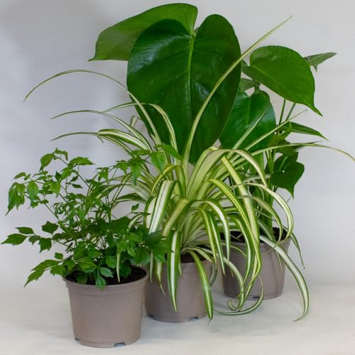 3 x House Plants – Mix of Indoor Plants in 10.5cm pots, Monstera, Spider Plant, Radermachera, Great air Purifier