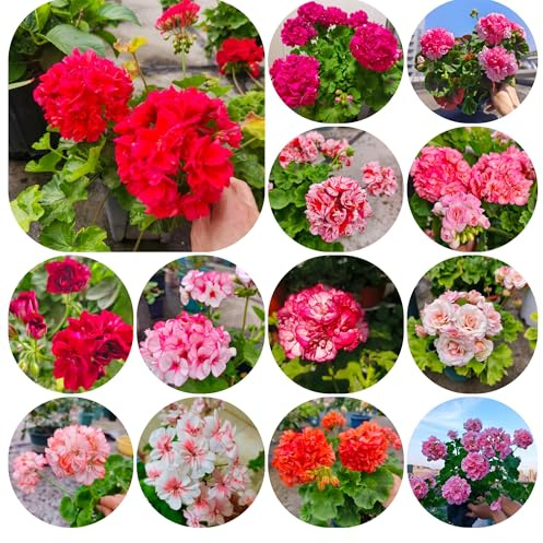 semi di geranio - esotici appartamento perenni resistenti decorazione balcone giardino roccioso 150pcs