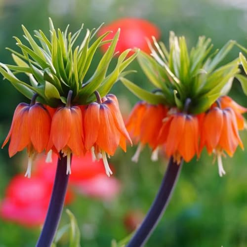 fritillaria Corona imperiale di bulbi perenni, resistenti al freddo bonsai primavera resistente 12 pezzi