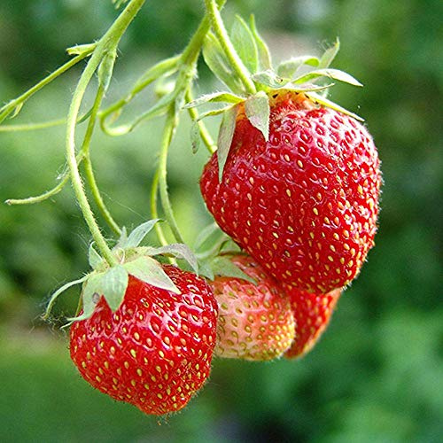 Erdbeere 'Elsanta' (9cm, 5 Pflanzen)