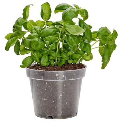 Garronda Vaso per Piante Rotondi in Plastica da Esterno e da Interno per Fiori, Giardini e Orchidee GD-0024 (1 Pezzo - Trasparente, ⌀ 13 cm H 10,4 cm)