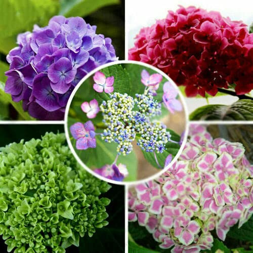 UK CELTD 10 x Seeds Hydrangea Plant Flower Garden Pot Seed