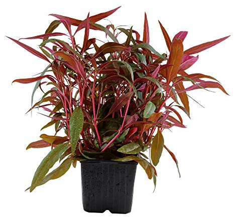 AquaOne Aquarium Pflanzen I Mutterpflanze Alternanthera reineckii 'Pink' XL I Aquarienpflanze Hintergrund rote Stängelpflanze I Aquascaping Dekoration
