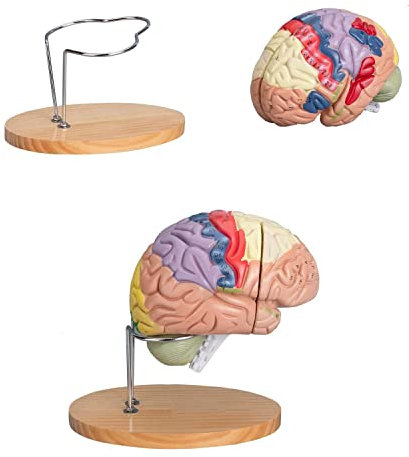4-teiliges anatomisches Modell des menschlichen Gehirns, farbcodiert, Gehirnmodell in doppelter Lebensgröße, neun Regionen mit Display-Basis, professionelles anatomisches Modell des Gehirns