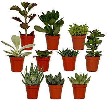 Sukkulenten Mix | 10 Stück - 7cm - Ø5,5cm - Zimmerpflanze - Multideal - Kakteen und Sukkulenten