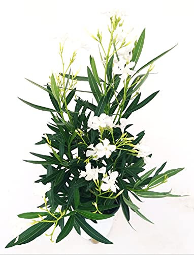 POWERS TO FLOWERS - OLEANDRO BIANCO, 1 PIANTA, vaso 15cm, pianta vera
