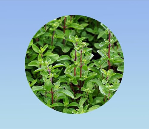 400 graines de marjolaine annuelle - herbe aromatique -