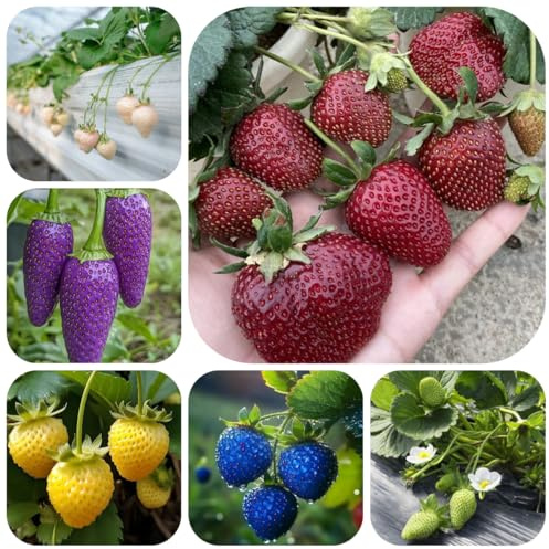 semillas de fresa de balcón, fresas trepadoras de jardín perennes resistentes de para bancales elevados Decoración 200pcs