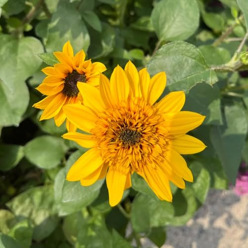 semillas de girasol orgánicas - balcón, perennes resistentes. para exterior, decorativas jardín 450pcs