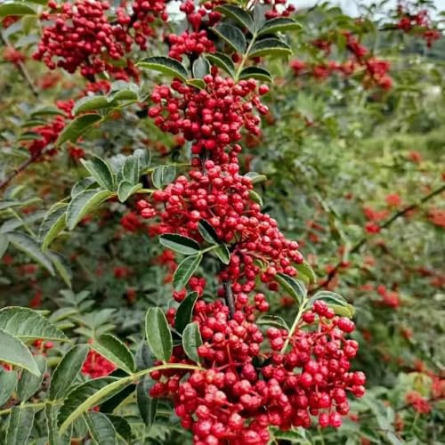 Semi di pepe - selvatiche Zanthoxylum bungeanum - rare biologici da giardino Semi di pepe di Sichuan 30pcs