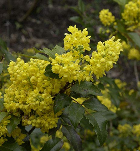Mahonie 40-60cm - Mahonia aquifolium - lebende Gartenpflanze aus den Baumschulen