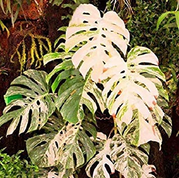 50: 100 Semi a Turtle Foglie Monstera Variegato arboree Rare Colore Misto