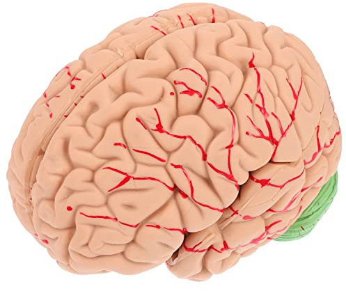 BELLIFFY 1stück Human Brain Model Anatomisches - Für Unterricht Medizin Und Physiologie Abnehmbar Detailreich Für -studierende Und Interessierte