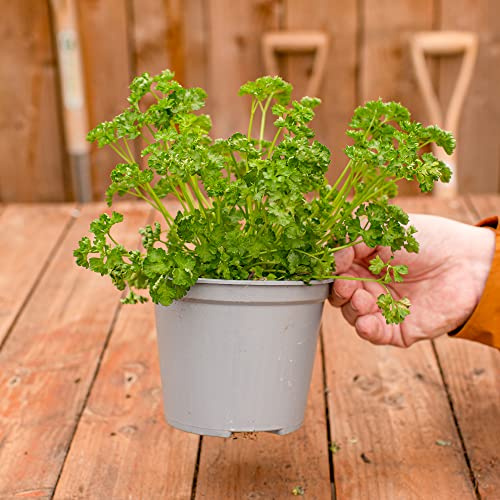 Buisson de Persil Frisé - Herbe Aromatique | Plante Potagère | Plante Fraîche à Cuisiner Facile à Cultiver