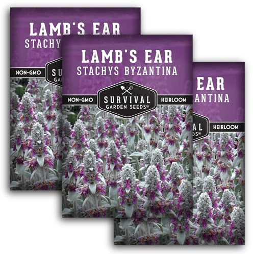 Lamb's Ear Seeds for Planting - 3 Packets with Instructions to Plant and Grow Shade and Drought Tolerant Wooly Betony in Your Home Garden - Non-GMO Heirloom Variety - Survival Garden Seeds