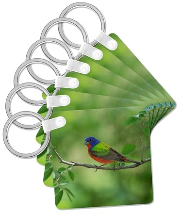 3dRose, Painted Bunting adult male perched, Hill Country, Texas, set of 6 Key Chains