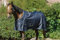Ekkia Riding World Outdoordecke Weidedecke ECO 600D Marineblau 50g, Deckengröße 6'9/155cm