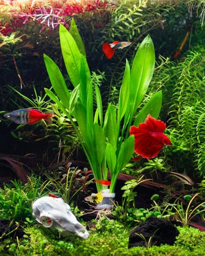 SubstrateSource Live Plant - Amazon Sword (Echinodorus Bleheri) - Beginner Friendly, Easy Care, Medium Light, Midground to Background Placement - Freshwater Aquarium Decoration - 1 Bunch (4-5 Plants)