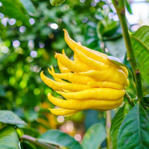 Planta Limón Mano de Buda Injerto Bajo Florero 20 (Foto Real)
