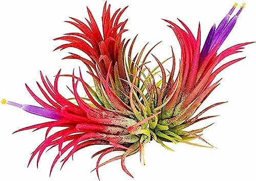 Biotope Aquatics Ltd - 3 x Ionantha Red Rubra Air Plant - Easy Care Tillandsia Airplant House Live Decor