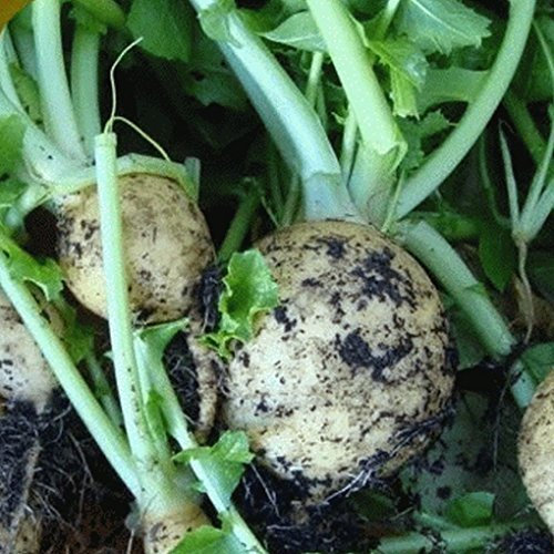 Globo dorato da 100 semi di rapa