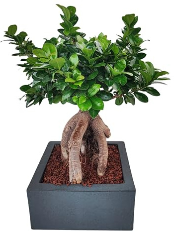 I GIARDINI DI GIULIA - Bonsai Ficus Ginseng in Vaso Minos 25x25 cm | Pianta Decorativa da Interno, Facile da Curare | Altezza 50 cm, Ideale per Casa e Ufficio (Antracite)