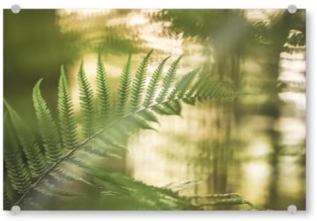 artboxONE Acrylglasbild 150x100 cm Natur Farn Naturfoto Bild hinter Acrylglas - Bild Wald farnkraut farnwedel