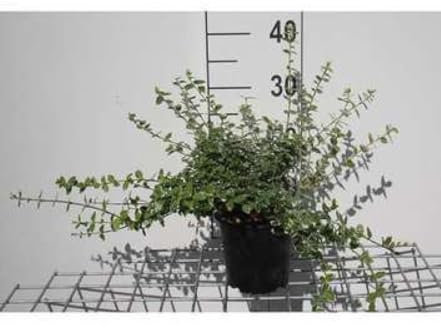 Euonymus fort. 'Em. Gaiety' - Fusain De Fortune, Bonnet Carré 15-20 cm en pot