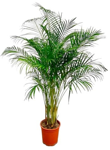 Dypsis Lutescens (Palma di Areca) - 160-180cm - Ø27cm - Pianta d'appartamento - Sempreverde