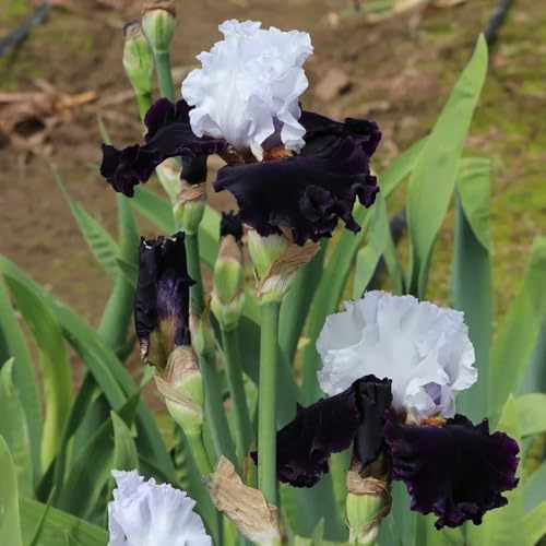 Semillas de iris - semillas de raras Iris tectorum - perenne resistente exóticas decoración de jardín 120pcs