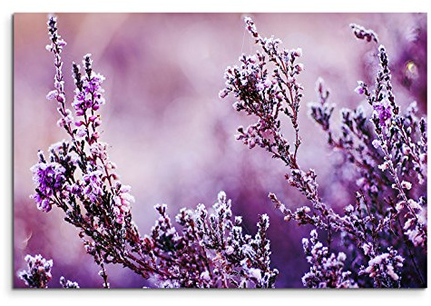 Sinus Art Leinwandbild 90x60cm Bild – Lavendel im Detail