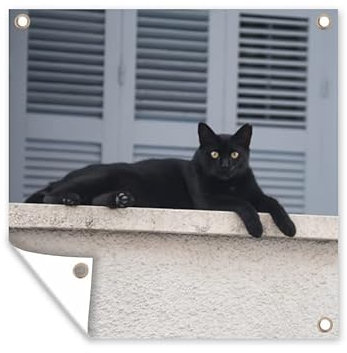 Outdoor-Poster Poster Wanddeko draußen Deko Garten Gartenposter 50x50 cm Katze - Schwarz - Fensterläden - Mädchen - Kinder - Jungen - Kind