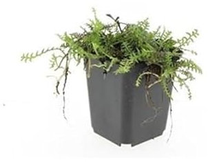 Exotenherz Bodendecker - Moos - Braunes Fiederpolster - Leptinella squalida - Cotula - 9cm Topf - Set mit 6 Pflanzen