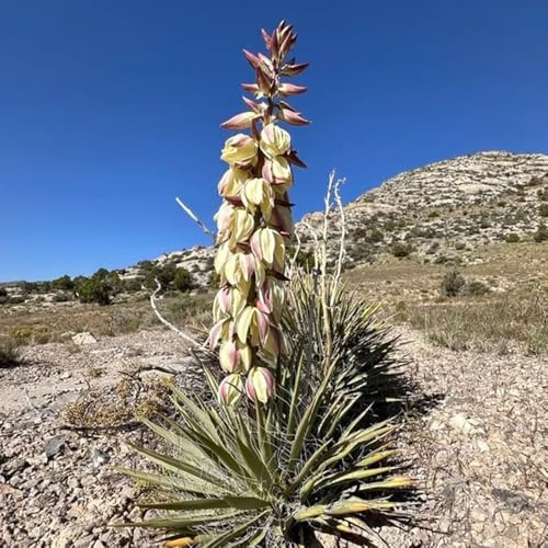 Semi di Yucca Filamentosa, verdi da esterno resistenti prodotti sostenibili per luoghi soleggiati esotiche rare decorazione floreale 30pcs