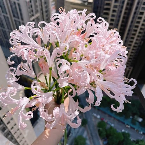 Lirio araña - Lycoris radiata de balcón jardín 4bulbos
