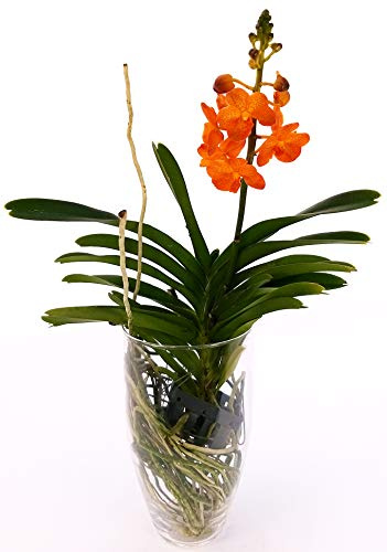 POWERS TO FLOWERS - ORCHIDEA WANDA ARANCIO IN VASO VETRO, pianta vera